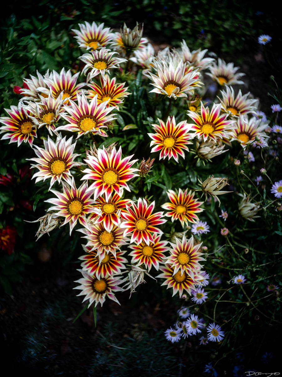 Pretty things that I wanted to take pictures of around Berkeley in 2023.